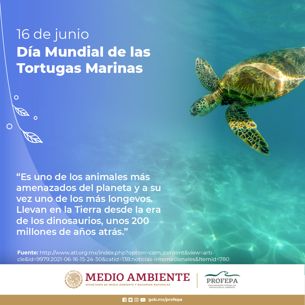 16 de junio | Día Mundial de las Tortugas Marinas - Archivo - Diarios de Colima